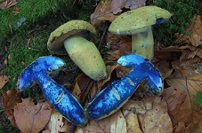 Gyroporus cyanescens.webp