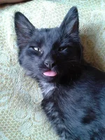 -0004.webp