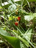 IMG_20180610_122916.webp