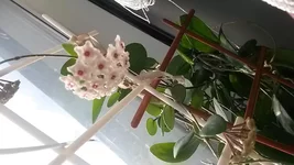 20180521_183719[1].webp