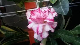 20180510_075153[1].webp