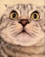 c2.webp