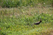 IMG_0959.webp