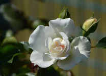  розы-1.webp
