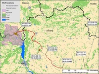 grey-wolf-venturing-2.jpg