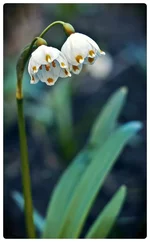 DSC_0338 макро_ копия копия_ЛАСЬмакро подсн.webp