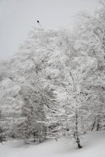 DSC_8684a2_res.jpg