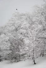 DSC_8684a2_res.jpg