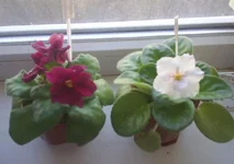S4011158.webp