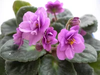DSCN7948.webp
