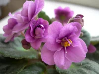 DSCN7950.webp