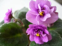 DSCN7961.webp