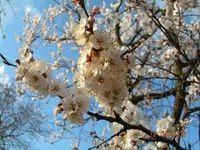 DSCN8973.webp