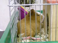 DSCN3250.webp