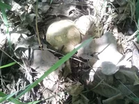 IMG_20180708_131034.webp