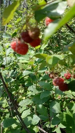  022.webp