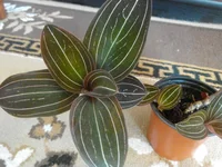 IMG_20180713_172213.webp