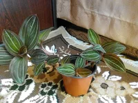 IMG_20180713_172339.webp