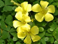 111.webp