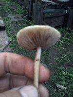 IMG_20180719_181316.jpg