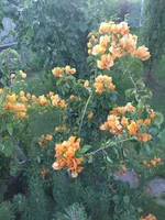 IMG_20180723_195921.jpg