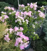 IMG_20180723_202514.jpg