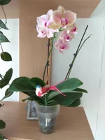IMG_20180812_161050.webp