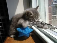 hohmodrom_cat.webp