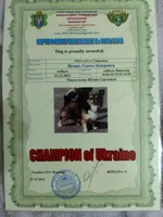  чемпиона.webp
