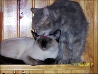 2.webp
