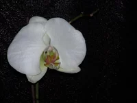 037.webp