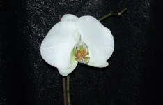  036.webp