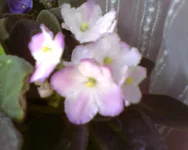 Heaven's A Calling .webp