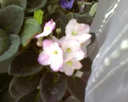 Heaven's A Calling.webp