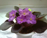 Hello Aglitter. .webp