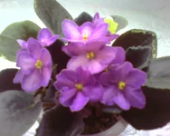 Hello Aglitter..webp