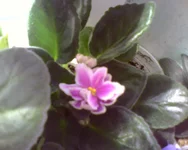 Music Box Dancer .webp