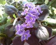 Rainbows Quiet Riot.webp