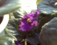  - Дикая орхидея.webp