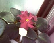  – Рябиновый Костёр .webp