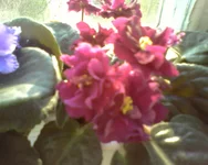 Aropahoe.webp