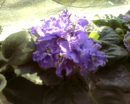 Blue Dragon.webp