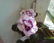 -0219.webp