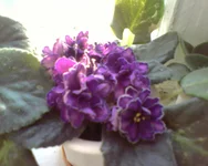 Ward Brown .webp
