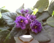 Ward Brown.webp
