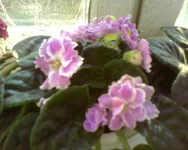 .webp