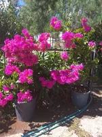 IMG_20180808_142732.jpg