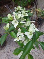 IMG_20180624_094434.jpg