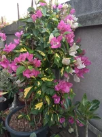 IMG_20180723_195938.jpg