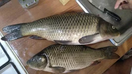 IMG_20180819_182902454.webp
